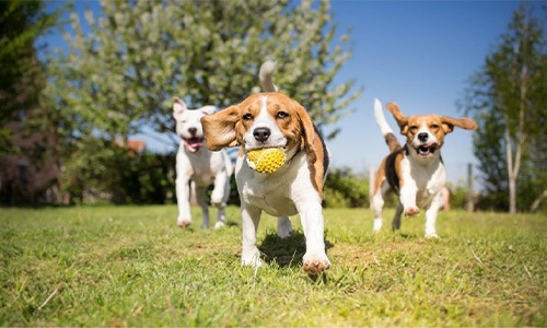 Nearby Dog Parks